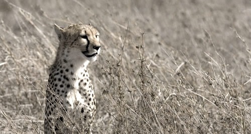 cheetah7